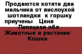 Продаются котята два мальчика от вислоухой шотландки, к горшку приучены › Цена ­ 2 000 - Липецкая обл. Животные и растения » Кошки   